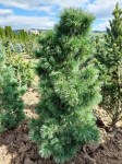 Pinus_parviflora_Schoons_Bonsai_3 — копия7